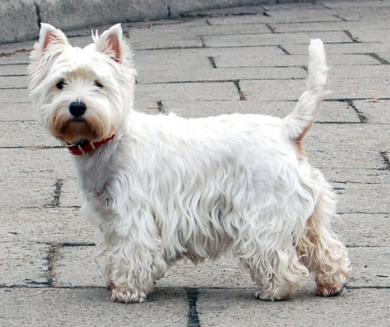 Bílý west highland white teriér stojí na dlažbě.