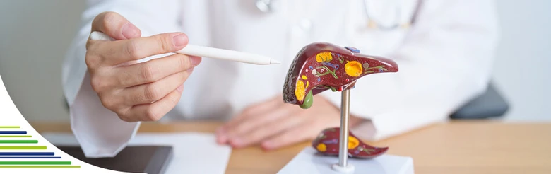 Lékař ukazuje na model jater při vysvětlování hepatitidy.