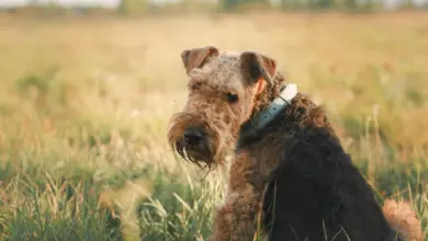 Airedale teriér sedí na trávníku venku.