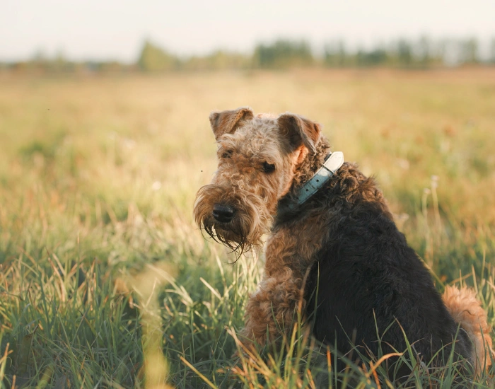 Airedale teriér sedí na trávníku venku.
