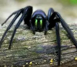 Černý pavouzek s lesklými zelenýma očima na kůře.