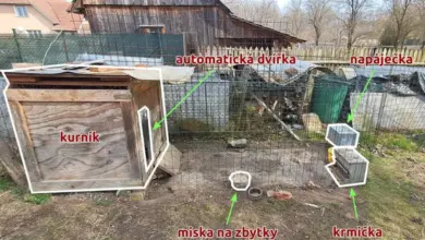 Kurník s automatickými dvířky, krmicítky a napáječkou pro kuřata.