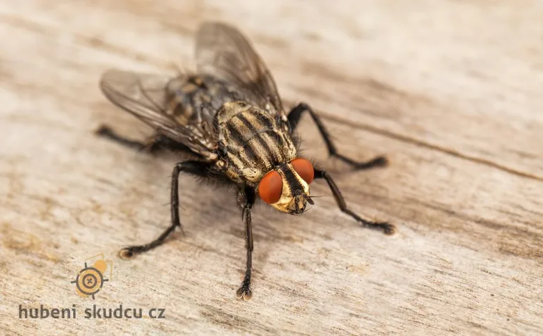 Detailní záběr na masařku obecnou sedící na dřevě.