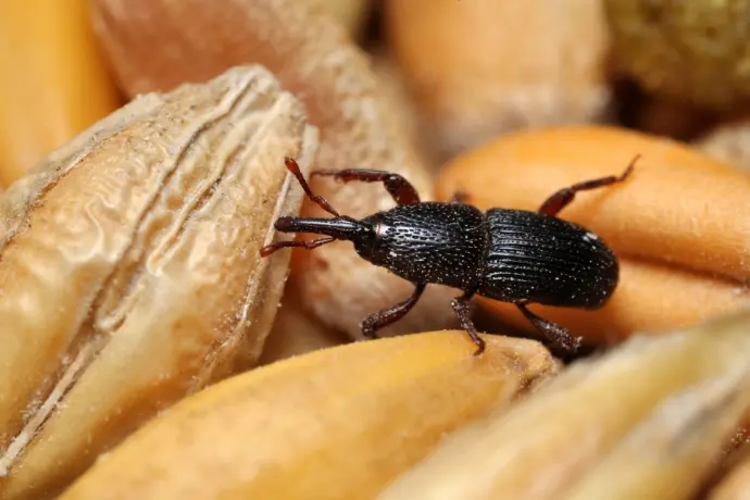 Black weevil on grain