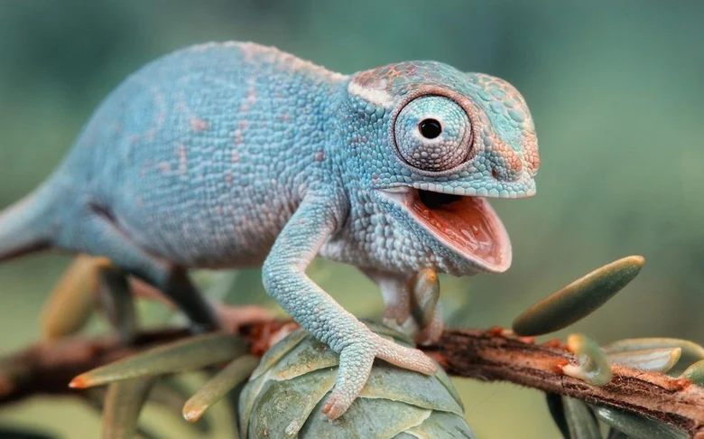 Modrý chameleón sedící na větvi v teráriu