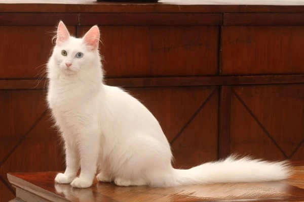 Bílá turecká angora kočka sedí na dřevěném stole.