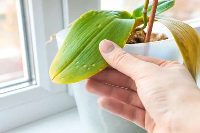 Ruka drží list orchideje s skvrnami u okna