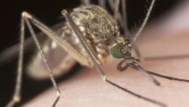 Blízký záběr komára sandořícího na lidské kůži.