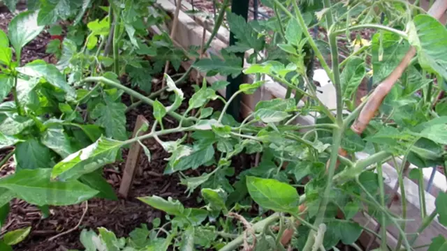 Tomato plant with curled leaves