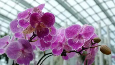 Fialové orchideje v skleníku jako příklad zdravé rostliny