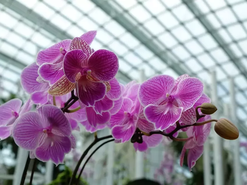 Fialové orchideje v skleníku jako příklad zdravé rostliny