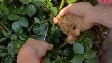 Ruční stříhání odumřelého květu růže zahradní.