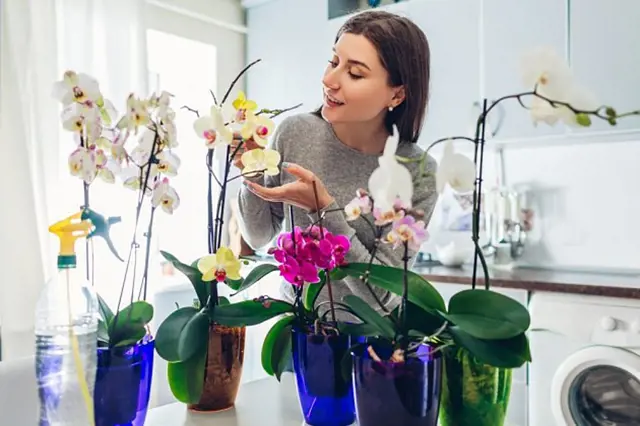 Žena zalévá několik kvetoucích orchidejí na kuchyňském stole s postřikovačem.