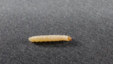 Bílá larva potravinového mola na tmavém povrchu.