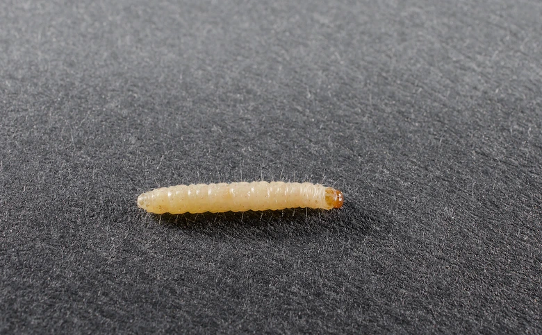 Bílá larva potravinového mola na tmavém povrchu.