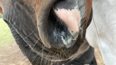 Hnědý kůň s bílými strupy v nosní dírce.
