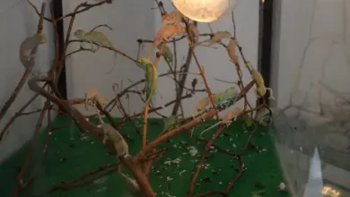 Chameleoni v teráriu s větvemi, umělou trávou a žárovkou.