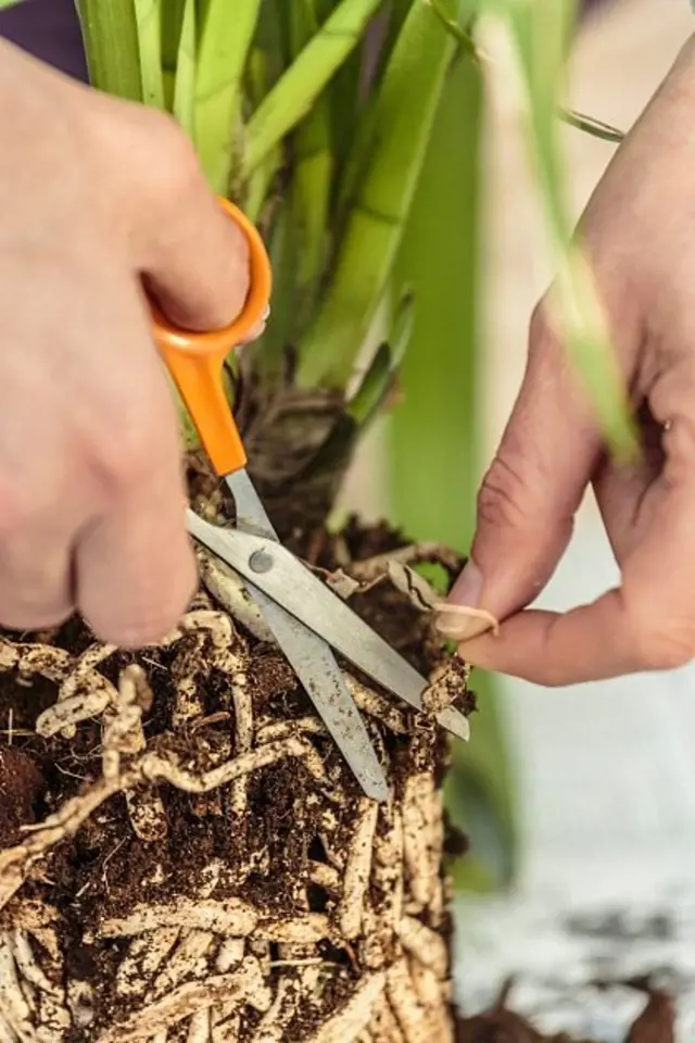 Ručník řezání kořenů orchideje při péči o rostlinu.