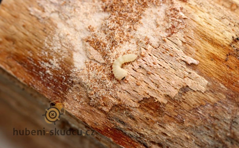 Bílý larva červotoče na dřevě s pilinami kolem.