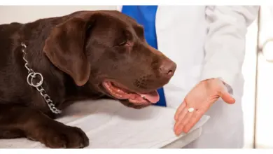 Veterinář podává psu bílý lék na odčervení.