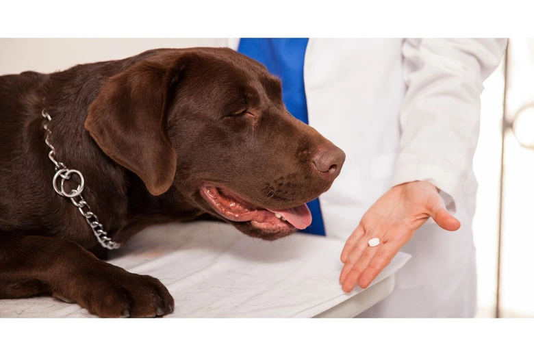 Veterinář podává psu bílý lék na odčervení.