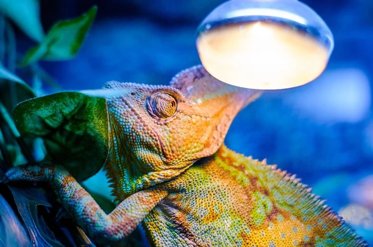 Chameleón v teráriu pod žárovkou pro teplo