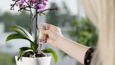 Osoba zalévá fialovou orchidej kapátkem přímo do substrátu.