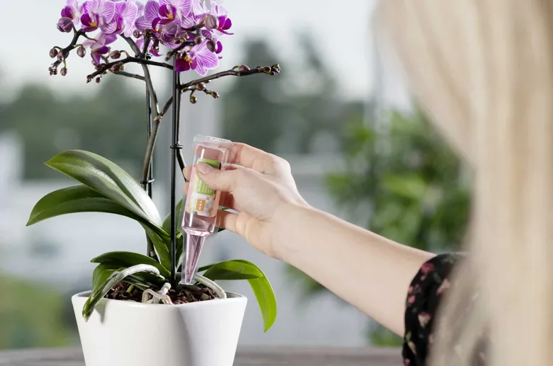 Osoba zalévá fialovou orchidej kapátkem přímo do substrátu.