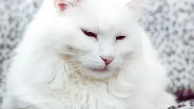 Bílá turecká angora kočka leží na vzorovaném povrchu.