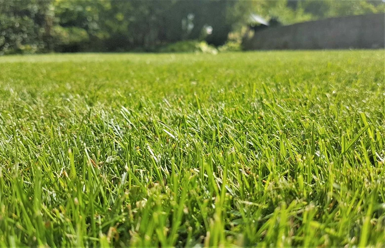 Zelený trávník s ostrým zaměřením na jednotlivé stonky traviny.