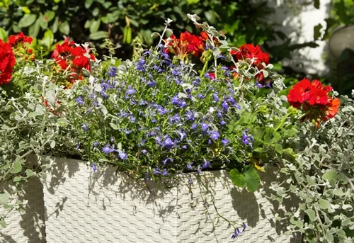 Květinová směs v truhlíku na balkóně s červenými a modrými květy.